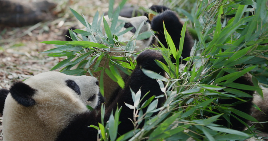 Two Adorable giant panda bear lying on ground eating bamboo Close up 4k clip