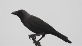 House Crow Bird on Tree branch