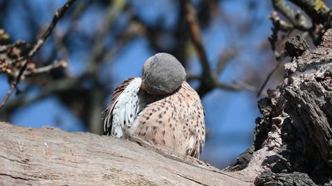 Kestrel perched on log guarding the nest