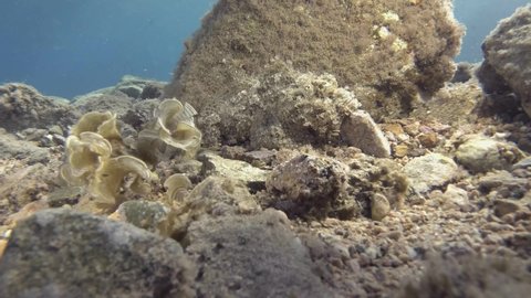 Close-up, Scorpion fish hiding among stounes. Tassled Scorpionfish or Small-scaled Scorpionfish - Scorpaenopsis oxycephala. Red sea, Egypt