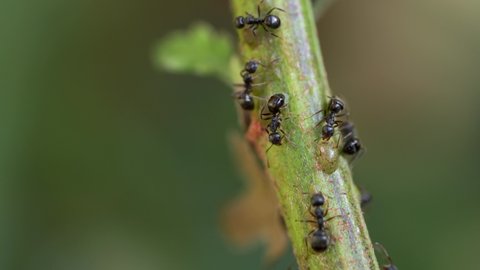 close-up macro video of black ants walking past and interacting with aphids on flower stems