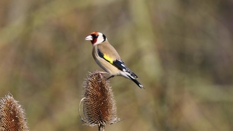 Goldfinch Feeding on a Teasel