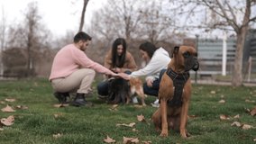Boxer dog sitting on the grass with a group of people and their dogs enjoying