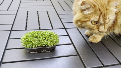 Domestic cat playing with plant