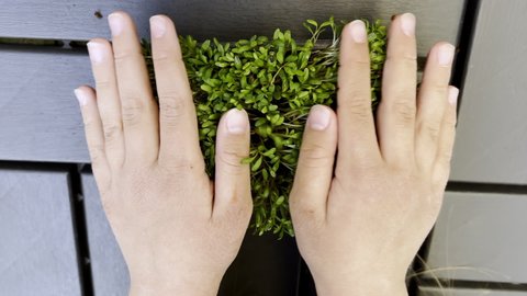  microgreens close-up. Hands touch the leaves. Slow motion.The concept of healthy eating, vegan concept.Home gardening.