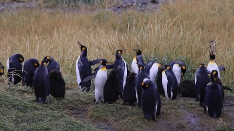 A column of royal penguins on Tierra del Fuego in Chile