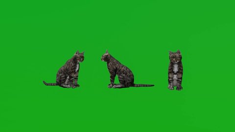 The black cat is resting and playing at three different angles green screen 3d render realistic 3D animal rendering isolated green screen full hd 1080