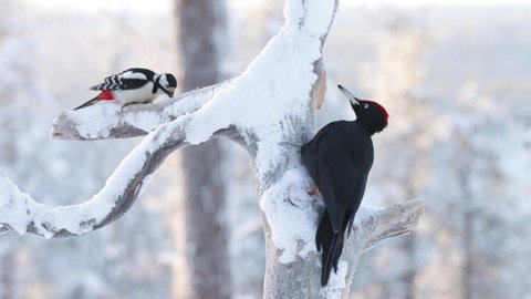 Black woodpecker and Great spotted woodpecker eating in a wintry bird feeder in Northern Finland.