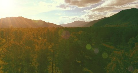 4K aerial view. Low flight above evergreen pine tree landscape with endless mountain forest at sunny summer evening. Sun rays on horizon. Fast horizontal movement. Wild nature
