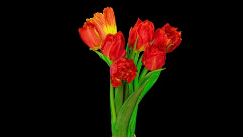 Beautiful red tulip flowers background. Beautiful bouquet of Beautiful red tulip flowers. Bouquet of Red tulips on a black background. Timelapse of red tulip flowers opening. Spring, Mother's day