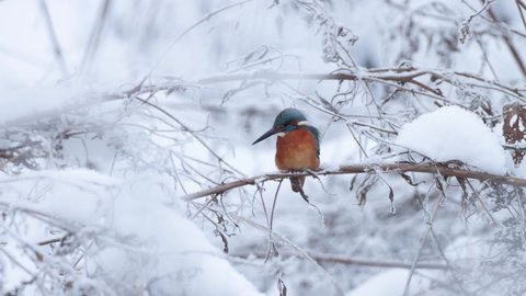 Beautiful Common Kingfisher, Alcedo atthis perched on a small branch on a cold winter day in Estonia, Northern Europe
