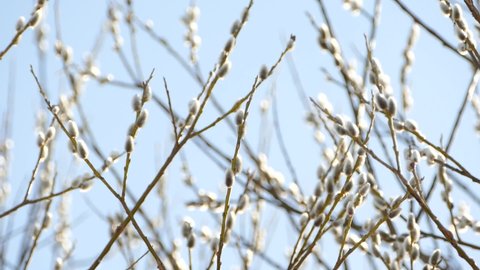 Willow branches with white catkins against sky, blossoming Salix tree in the wind