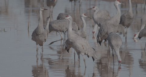 Sandhill Crane Flock Cranes Drinking Water or Watering at Dusk Twilight Evening