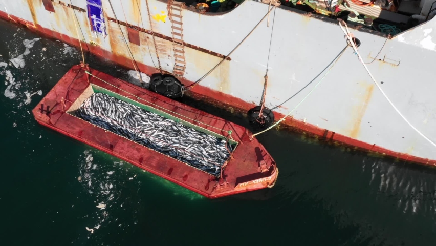Fish harvest. Many fish swim in the net and are caught with a large scoop. Two people are pulling ropes.