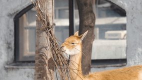 slow motion video of an adult llama with a reddish tint of hair trying to eat hanging twigs, sunny day