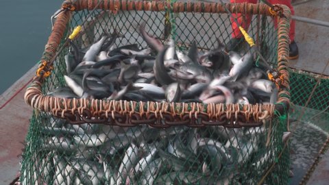 Fish in a fishing trawl. Lots of fish caught in the net.