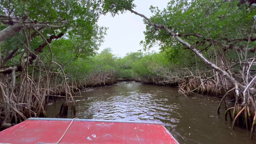 POV Airboat Tour through a Mangrove Forest in the Everglades - travel photography
