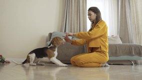 The girl teaches to command the Beagle dog on the floor at home