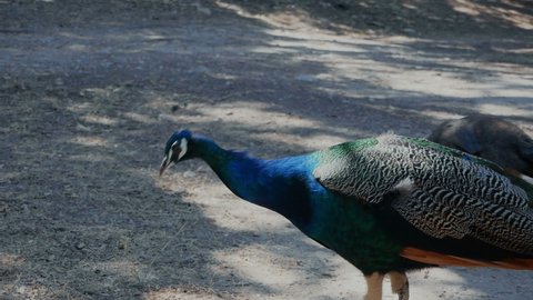 peacocks in the wild. High quality FullHD footage