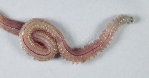 Sand Worm (Perinereis sp.) is the same species as sea worms (Polychaete), Living in a beach area with relatively shallow water levels for education in laboratory.
