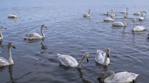beautiful white swans swim on the pond. wild birds in the habitat