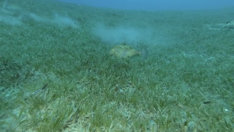 Boxfish swim above sandy bottom covered vith green seagrass, Thornback Boxfish or Camel Cowfish - Tetrosomus gibbosus. Red sea, Egypt