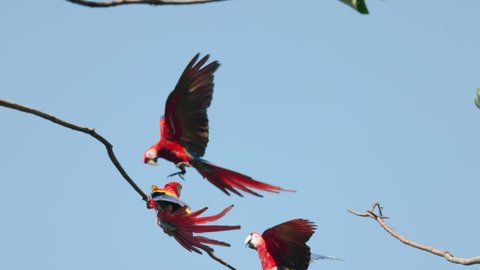 a slow motion clip of a scarlet macaw flying in and taking over perching on a branch at mirador de jaco in costa rica