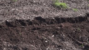 Farmer digging the soil planting and pulling up vine plants. HD video.