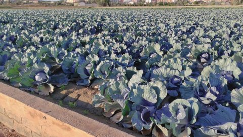 Ripe cabbages in the field ready for harvest