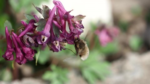 Greater bee fly collects nectar from spring flowers