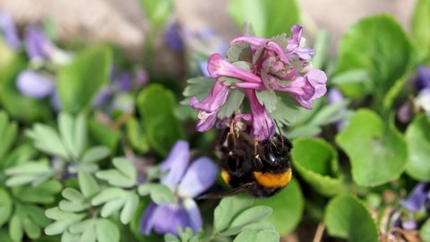 Bumblebee collects nectar from spring flowers