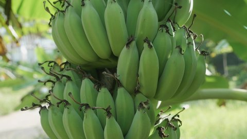 Bunch of bananas growing on trees in the jungle in natural conditions. Growing bananas. Branch with Green Bananas Hanging on Banana Tree in Tropical Green Garden. 