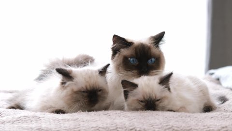 Ragdoll cat lying in the bed with adorable cute sleeping kittens at home and looking around. Domestic feline family indoors with daylight. Beautiful fluffy pets resting together