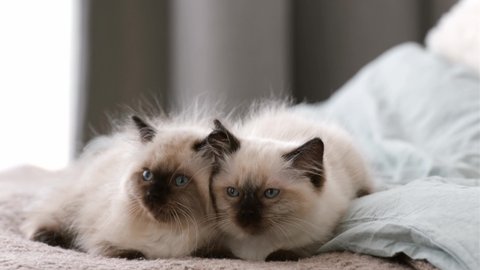 Two adorable ragdoll kittens with blue eyes lying in the bed close to each other while person woman hands petting them. Little domestic purebred cats resting and owner cares about them indoors