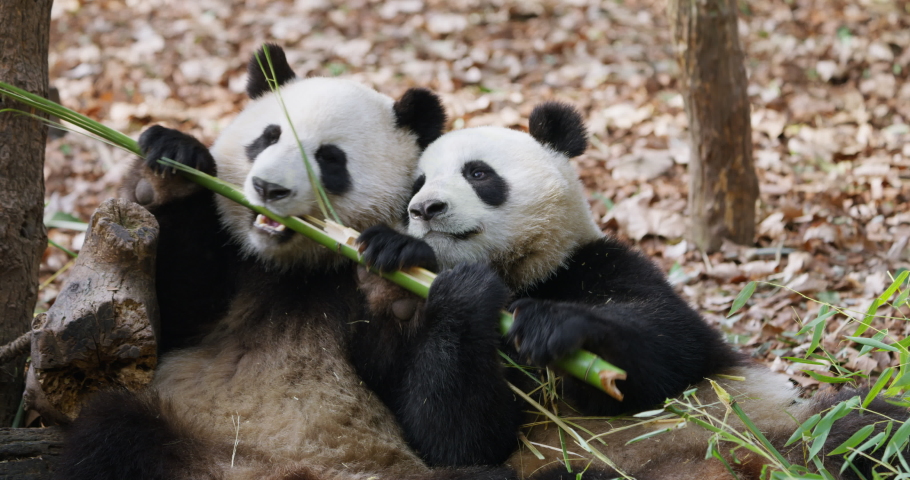 Two Adorable giant panda bear eating bamboo Close up 4k clip | Shutterstock HD Video #1088908119