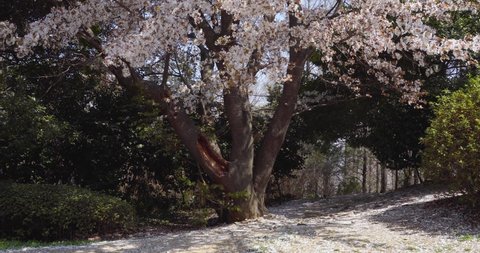 
Cherry blossoms are blowing in the wind at spring in South Korea.