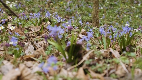 The first spring wild flowers in the forest. Wild anemone, snowflake, purple hollow larkspur and alpine squill flowers. Early spring blooming flowers on the meadow