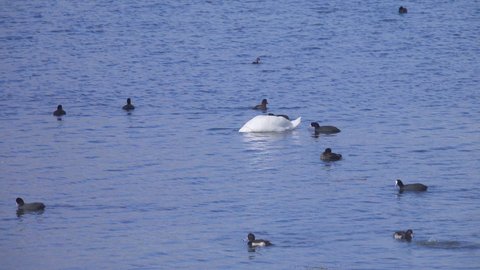 Waterfowl feed at the wintering site: mute swan (Cygnus olor), European coot (Fulica atra), tufted duck (Aythya fuligula)