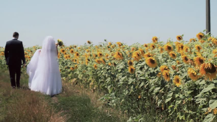 Wedding on a field of sunflowers. Bride and groom walking on the field .