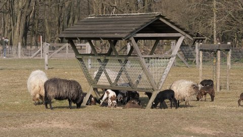 Sheepfold in Blaricum, the Netherlands, grazing lambs and sheep