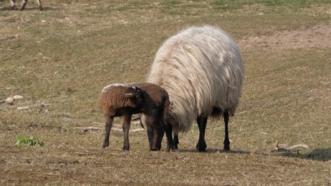 Sheep and lamb at sheepfold in Blaricum, the Netherlands