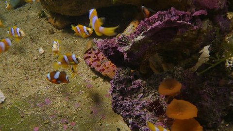 Clown Fishes are swimming around coral reef and colorful sea anemone in Andaman sea. 
colorful fishes, sea anemones and seaweed background.the underwater world of clown fish.
