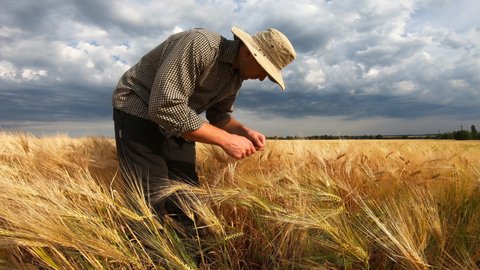 Male farmer standing at cereal meadow and exploring ripe barley stalks at overcast summer day. Young agronomist examining wheat ears of crop at field. Concept of agricultural business. Slow motion