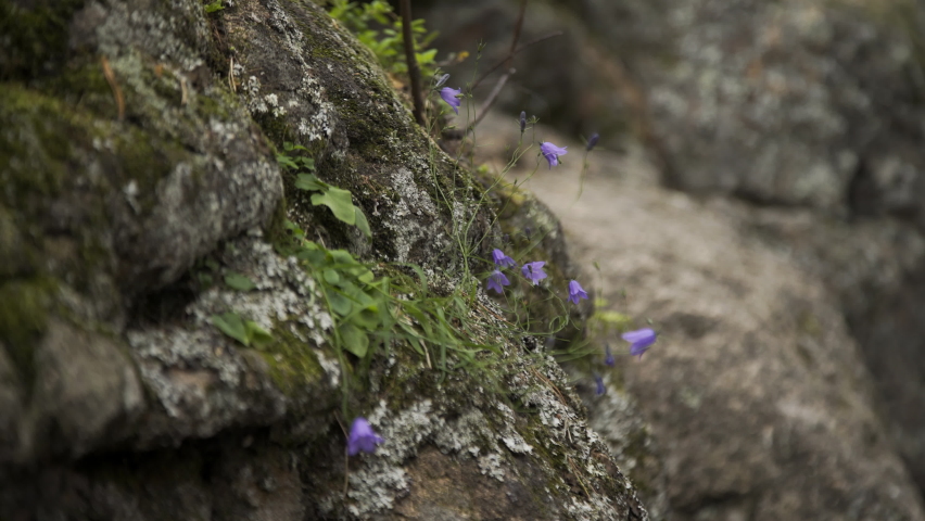 Close up shot of lonely purple bellflower plant sprouted through rock formations. Covered with moss old crumbling rock. Wilderness landscape forest with wild plants on boulders wild scenery