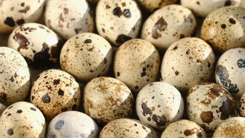 TOP VIEW:Rotating Quail Eggs . Top View. Close Up.Close-up of quail eggs a rotating . Bright colorful quail eggs. Macro. Selective focus