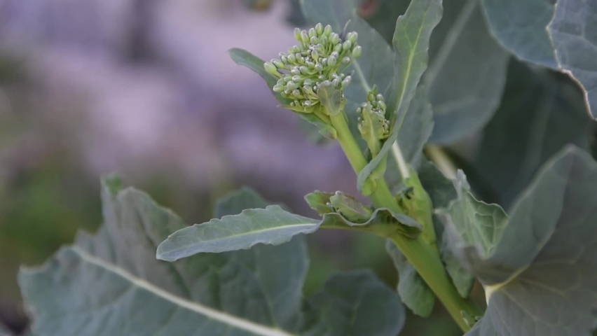 Close up of wild broccoli, agricultural concept Royalty-Free Stock Footage #1088921793