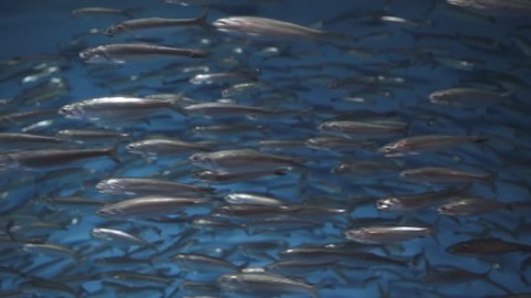 Mackerel School of fish swimming close up in blue waters of the Pacific Ocean, Monterey California