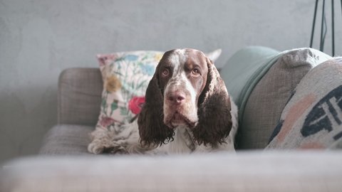 The English Springer Spaniel is yawning on a gray couch.