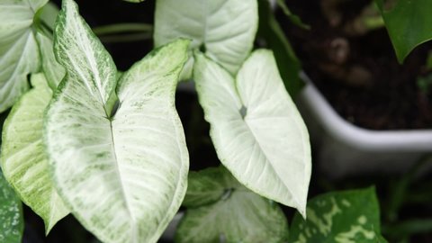 Natural pattern on the leaf of Syngonium White Butterfly. Arrowhead vine plant