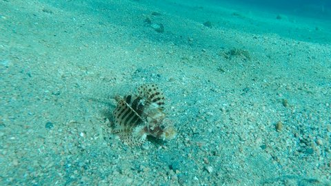 Zebra fish slowly swim over sandy bottom. Zebra Lionfish, Red Sea Dwarf Lionfish or Zebra Turkeyfish - Dendrochirus zebra, Dendrochirus hemprichi. Slow motion. Red sea, Egypt